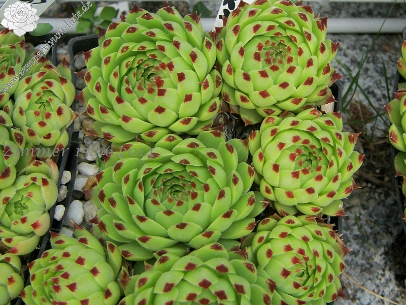 calcareum from Seealpen