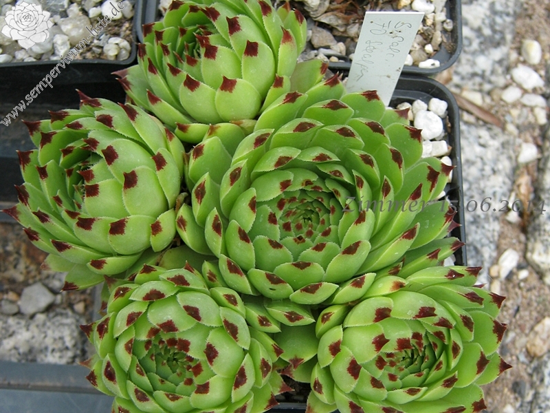 calcareum from Seealpen
