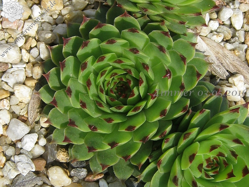 calcareum from Seealpen