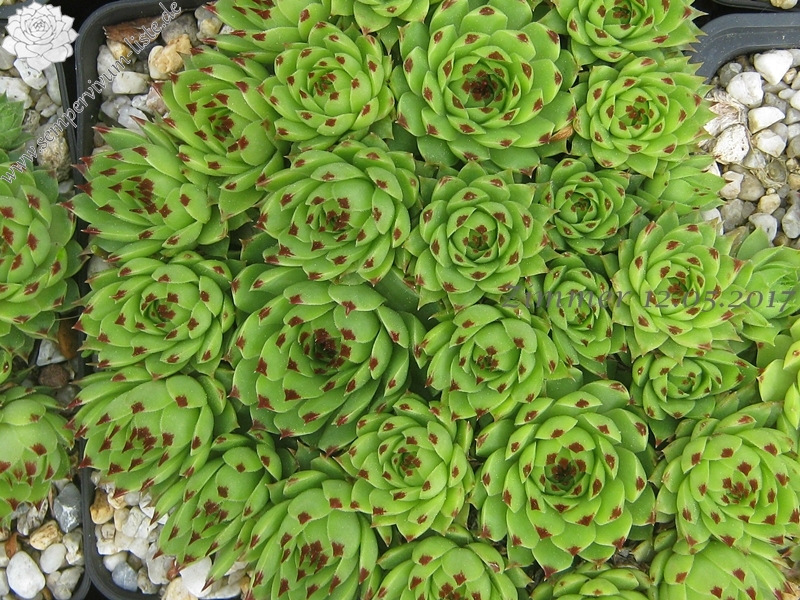 calcareum from Seealpen