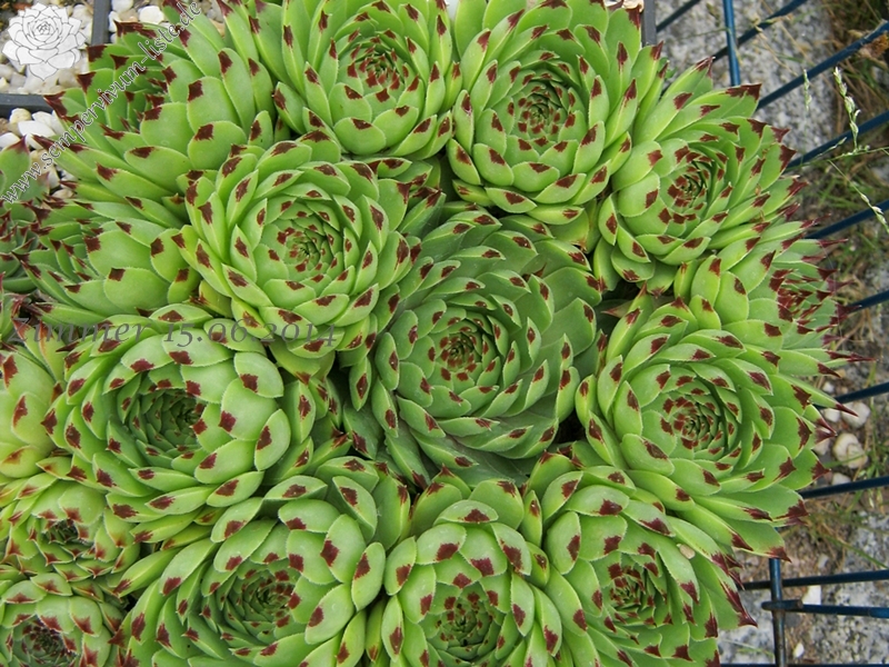 calcareum from Seealpen