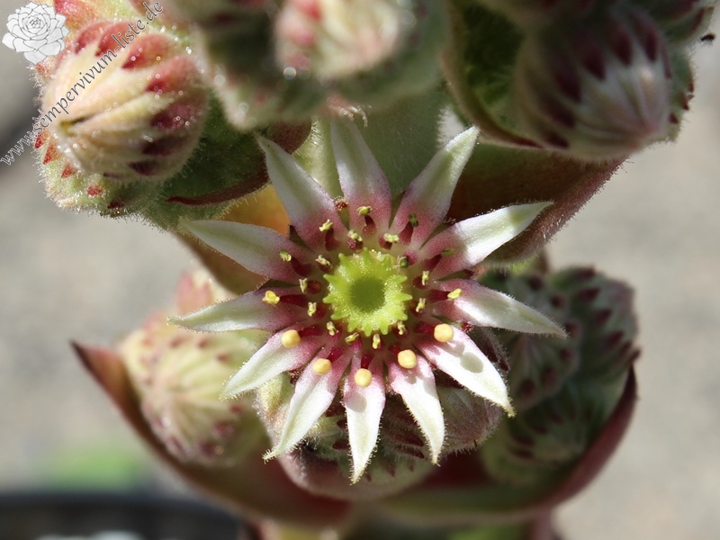 calcareum from Col de Bleine 5