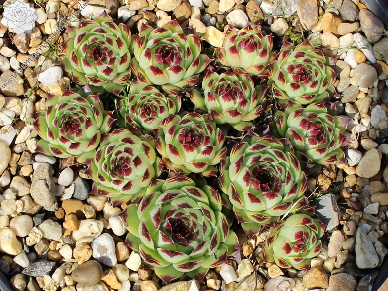calcareum from Mont Brune