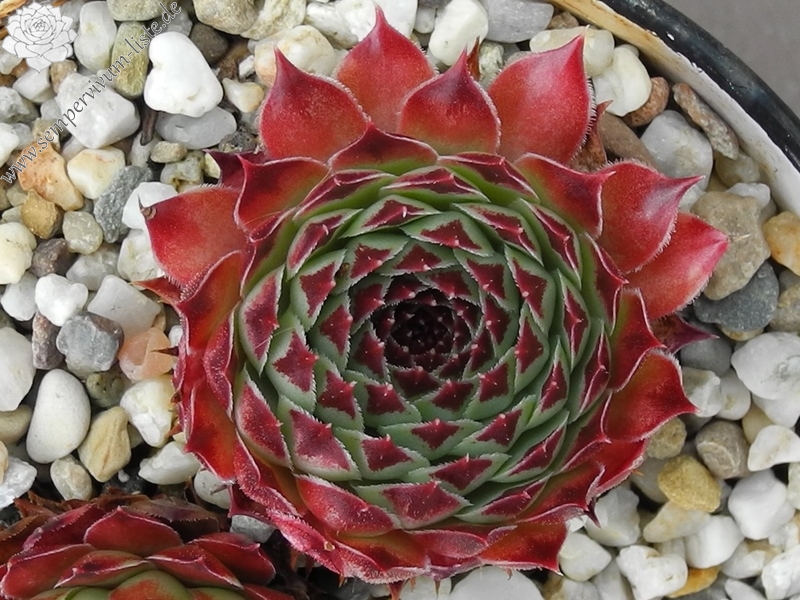 calcareum from Petite Céüse