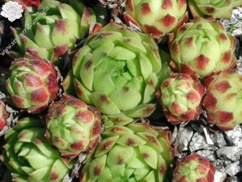 cantabricum ssp. urbionense from Viniegra