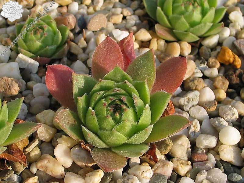 cantabricum ssp. cantabricum from Cuevas del Sil