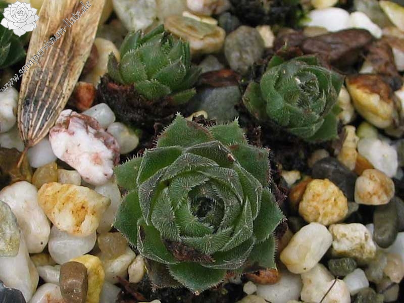 cantabricum ssp. cantabricum from Puerto de Leitariegos