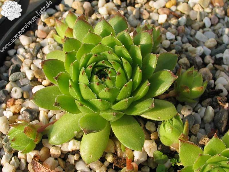 cantabricum ssp. urbionense from Laguna Negra de Urbión