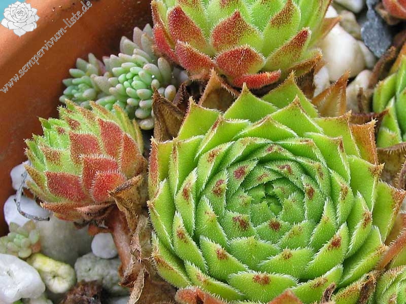 cantabricum (vicentei) from Picos de Urbion