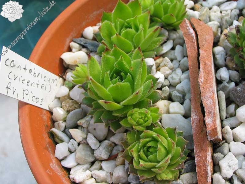 cantabricum (vicentei) from Picos de Urbion