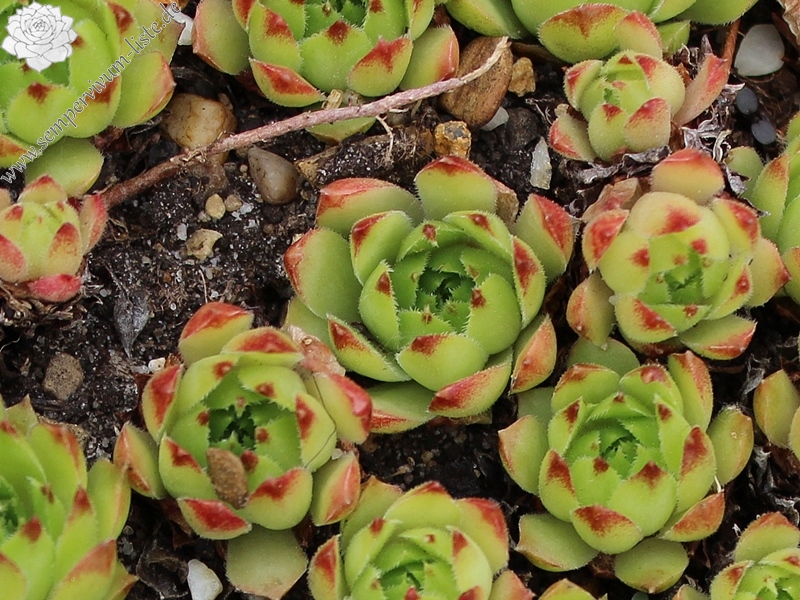 cantabricum ssp. urbionense from Berezales