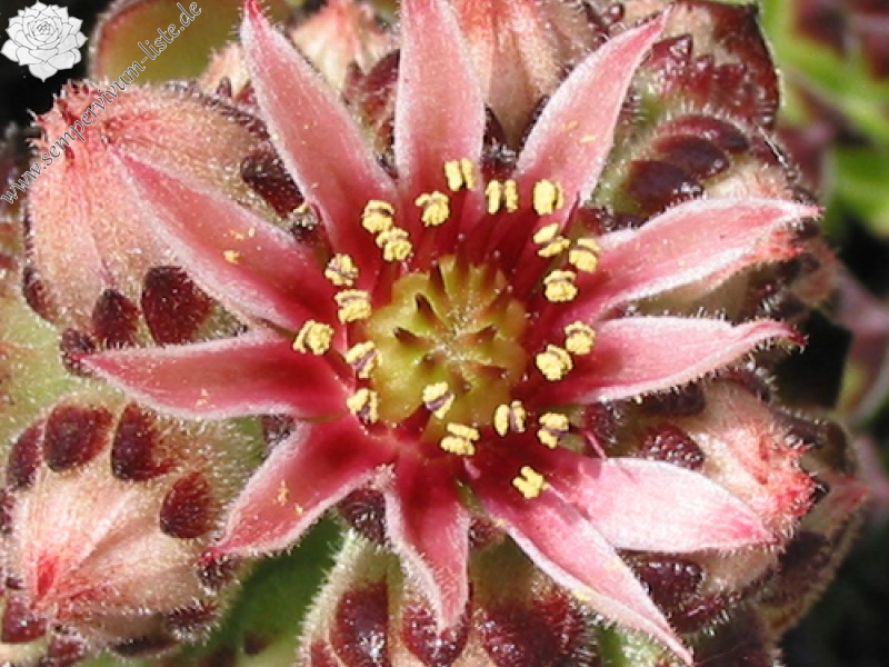cantabricum ssp. guadarramense from Puerto de Navafria