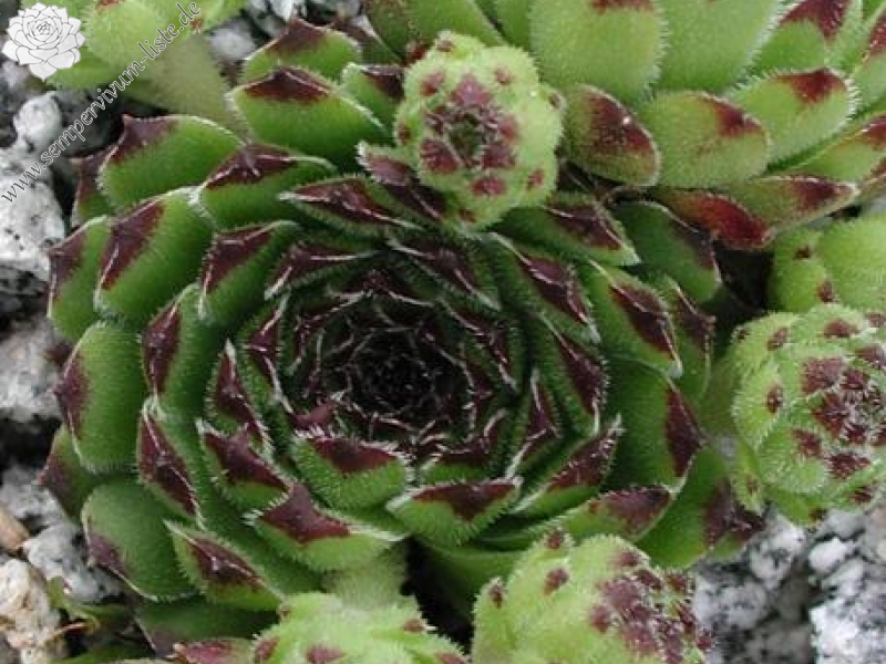 cantabricum from Jou Bajo