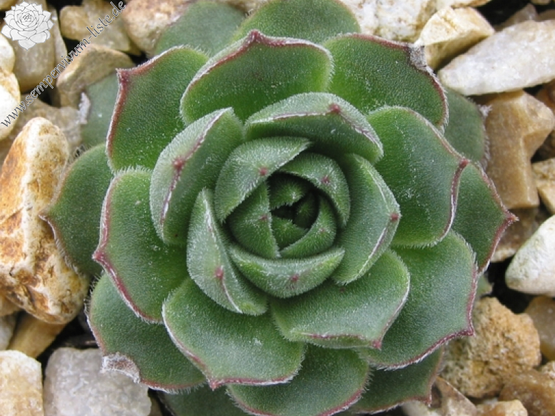 cantabricum ssp. cantabricum from Cuevas del Sil