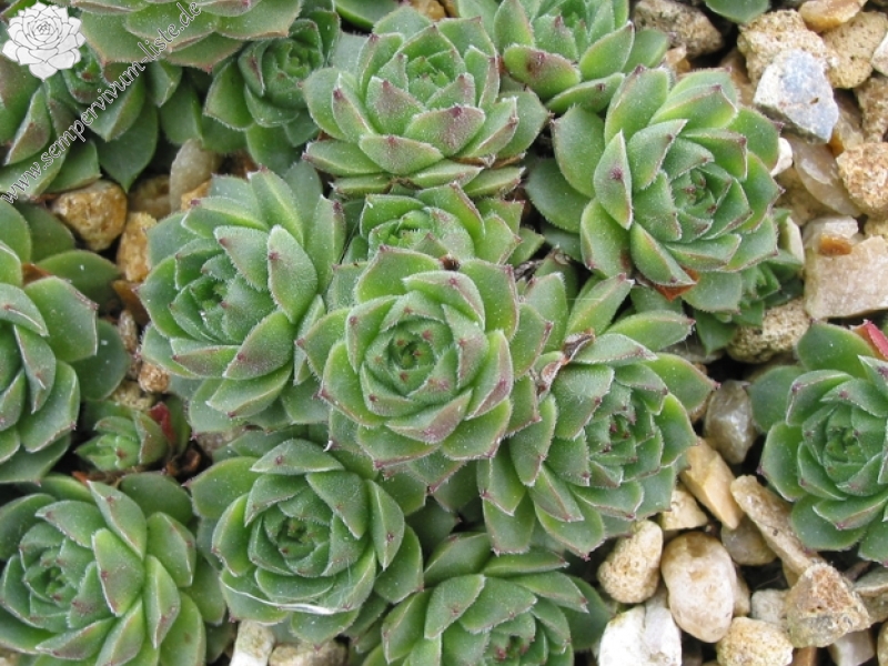cantabricum ssp. cantabricum from Puerto de Leitariegos