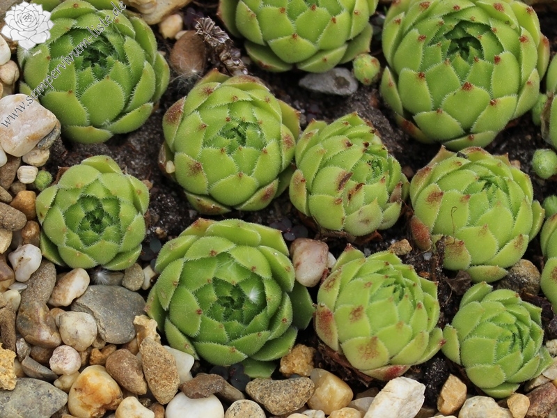 cantabricum ssp. urbionense from El Gatón