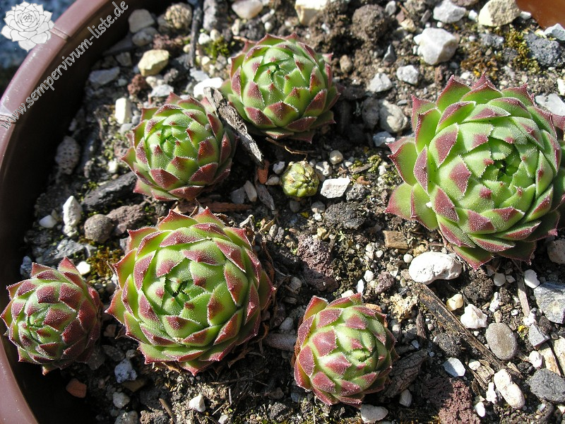 cantabricum ssp. urbionense from El Gatón