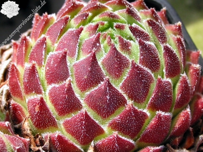 cantabricum ssp. urbionense from El Gatón