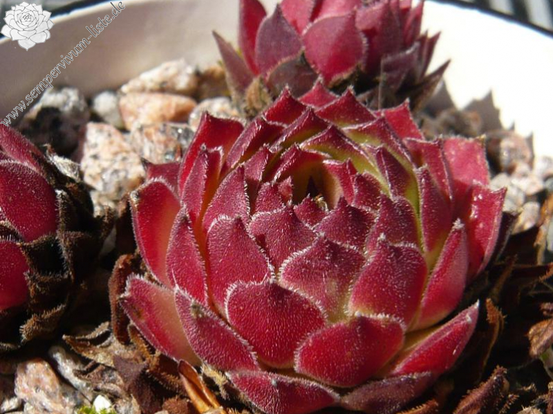 cantabricum ssp. urbionense from El Gatón