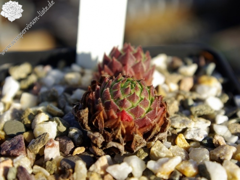 cantabricum ssp. urbionense from El Gatón
