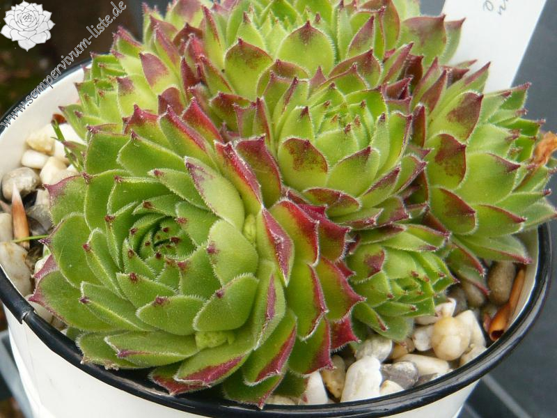 cantabricum ssp. urbionense from El Gatón