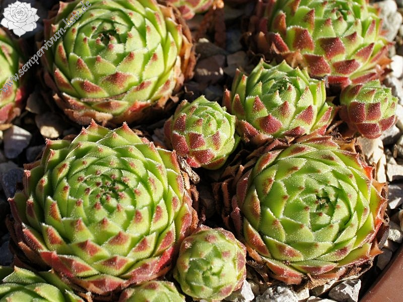 cantabricum ssp. urbionense from El Gatón