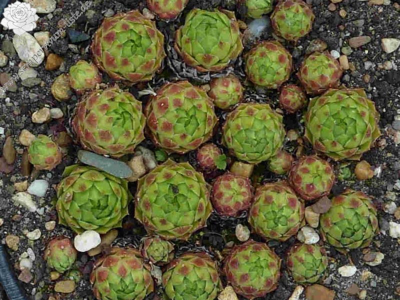 cantabricum ssp. urbionense from El Gatón