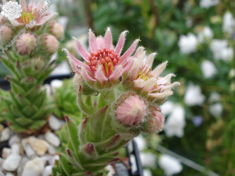 cantabricum ssp. urbionense from El Gatón
