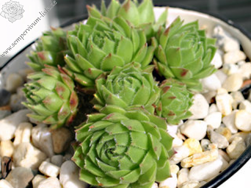 cantabricum ssp. urbionense from El Gatón