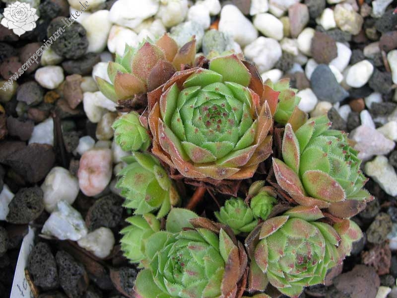 cantabricum ssp. cantabricum from Puerto de Leitariegos