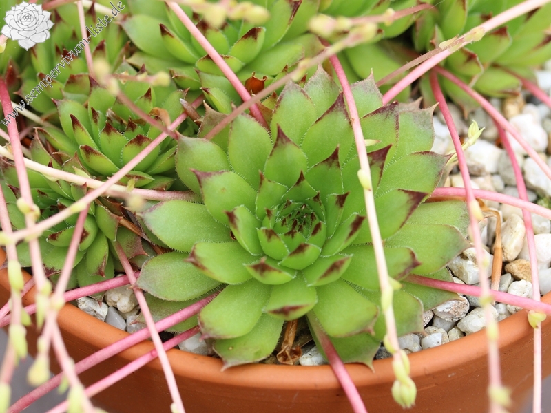 caucasicum from Mt. Gwirgwina