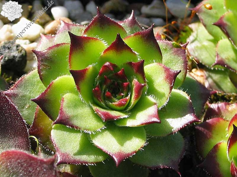 caucasicum from Tscheget