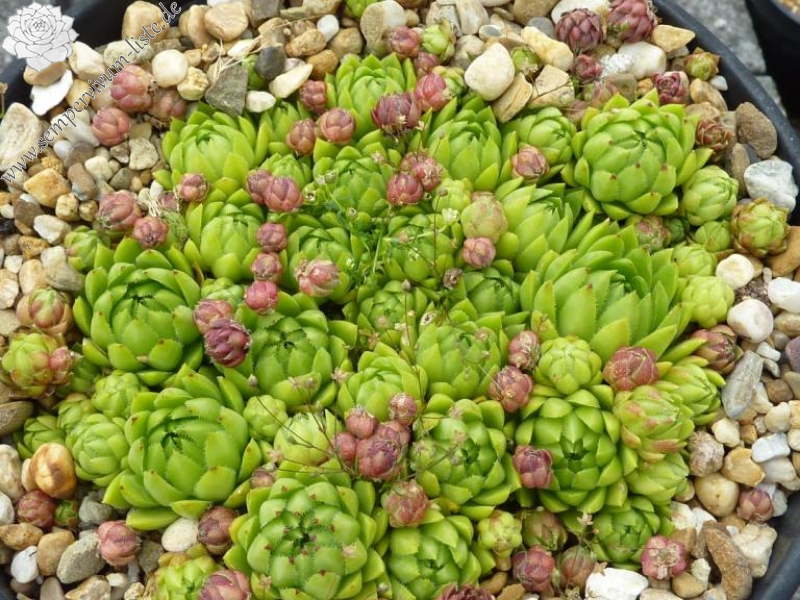 globiferum ssp. hirtum (tatrensis) from Chata pod Suchým