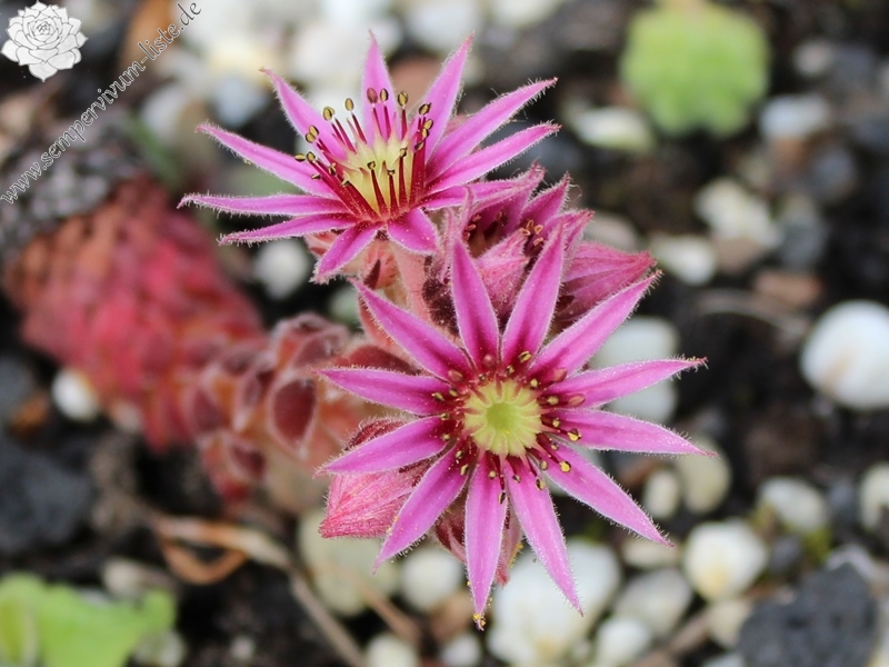 ciliosum x S. marmoreum ssp. erythraeum
