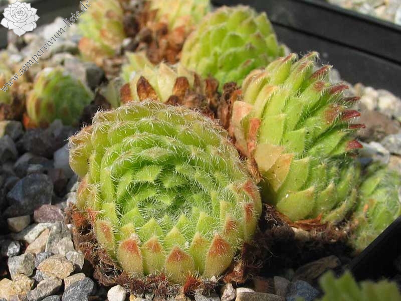 ciliosum ssp. ciliosum (galicicum)