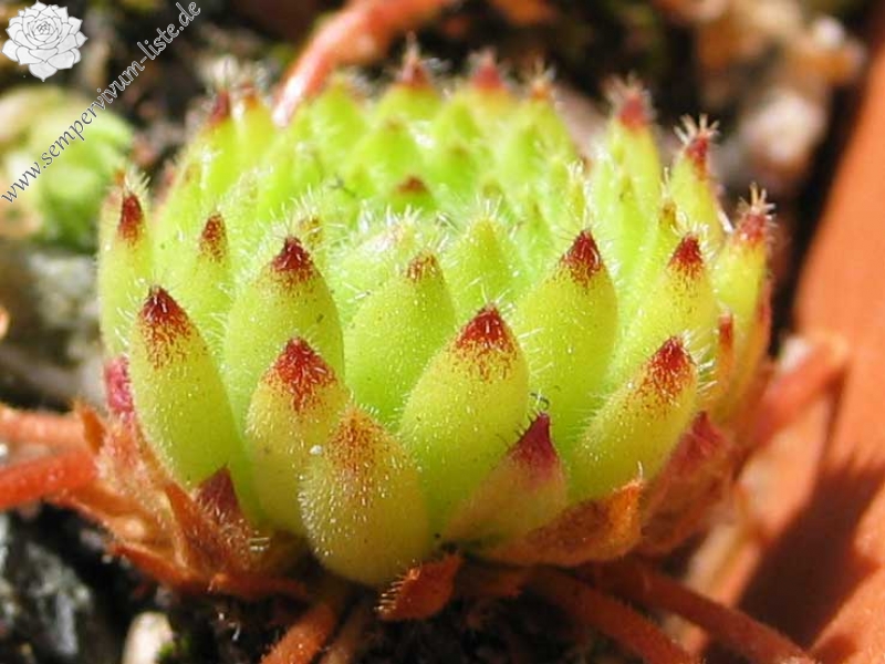 ciliosum ssp. octopodes