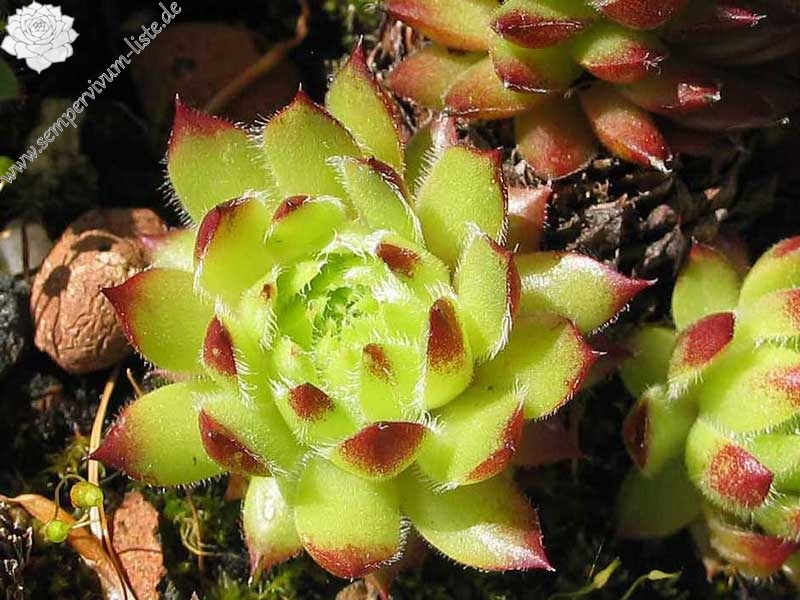 ciliosum x S. marmoreum ssp. erythraeum