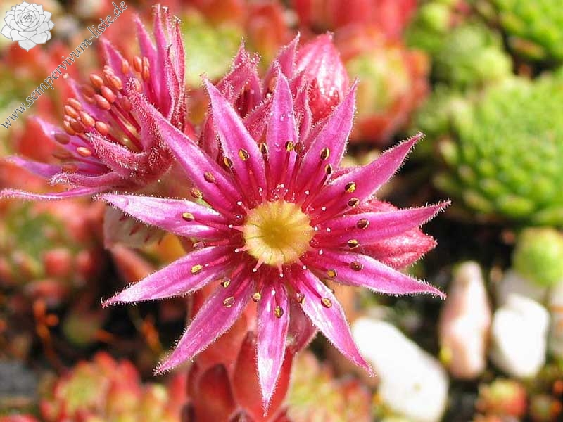 ciliosum x S. marmoreum ssp. erythraeum