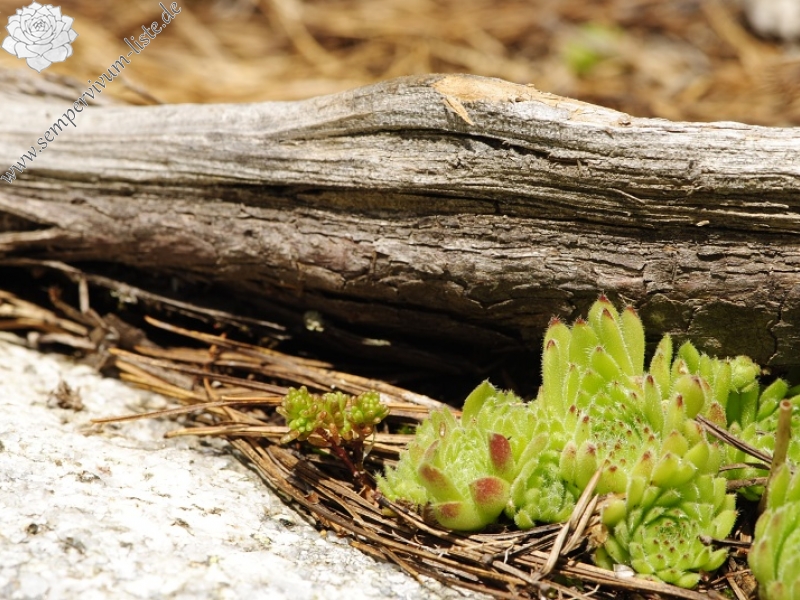 ciliosum ssp. octopodes from Stiv (nördl. Abhang)