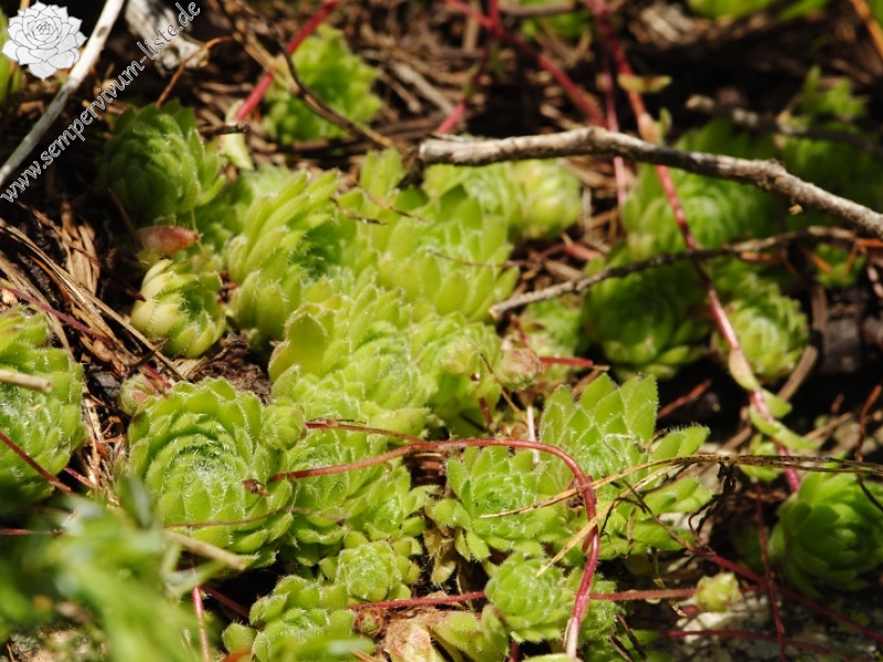 ciliosum ssp. octopodes from Stiv (nördl. Abhang)