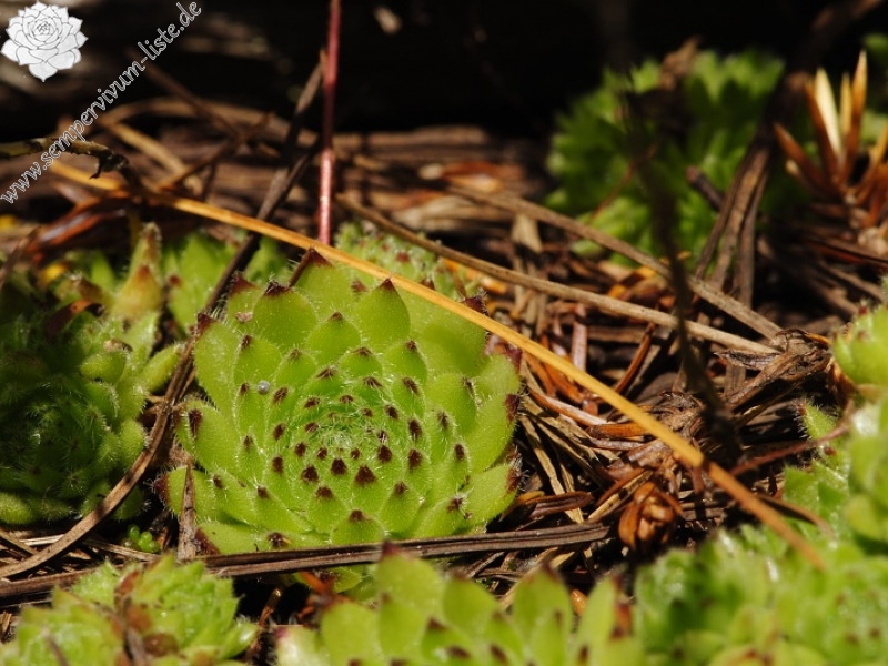 ciliosum ssp. octopodes from Stiv (nördl. Abhang)