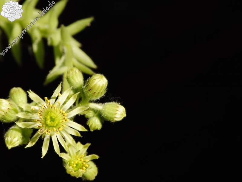 ciliosum ssp. octopodes from Stiv (nördl. Abhang)