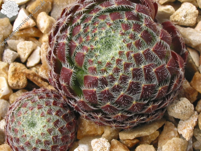 ciliosum from Peštani