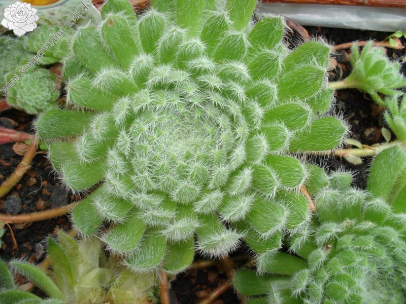 ciliosum ssp. ciliosum (borisii)