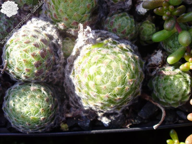 ciliosum ssp. ciliosum (borisii)