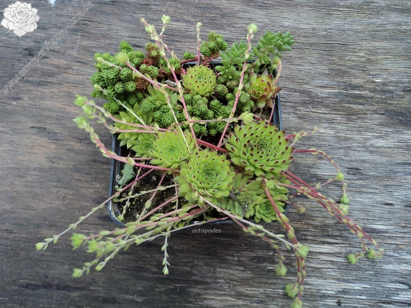 ciliosum ssp. octopodes (apetalum)