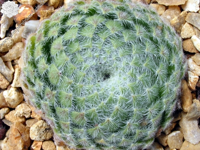 ciliosum ssp. ciliosum (borisii)