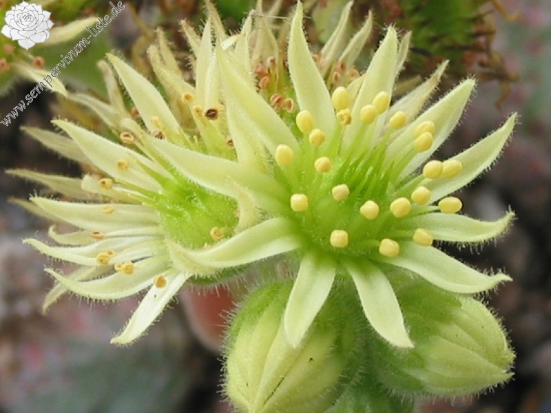 ciliosum ssp. ciliosum (borisii)
