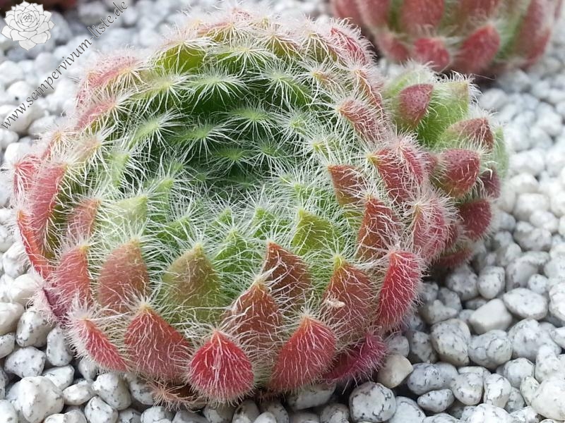 ciliosum ssp. ciliosum (borisii)