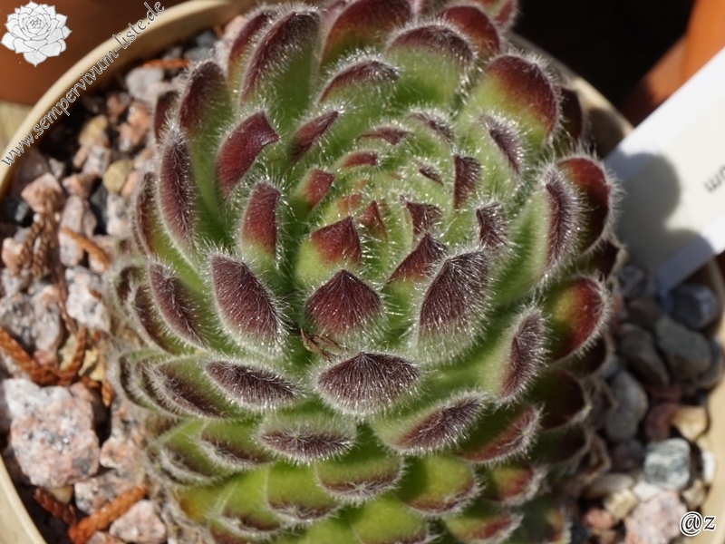 ciliosum ssp. ciliosum (borisii)